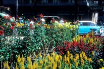 Ảnh đặc biệt về chợ hoa Tết Sài Gòn năm 1966 