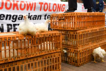 Đặc sắc tặng gà con và hạt giống giúp học sinh “cai nghiện” game