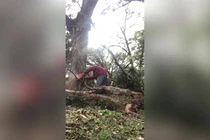 Cưa cây cổ thụ, người đàn ông bị cây “cho ăn đòn” 