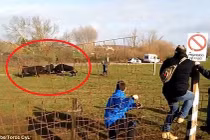 Clip kinh hoàng: Bò tót hung hãn, húc gãy chân khán giả