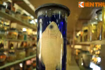 Khám phá “thánh địa cá biển” độc nhất vô nhị Việt Nam