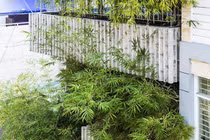 'Nhà tre' như rừng cây trong hẻm Sài Gòn, vừa tắm vừa nghe chim hót