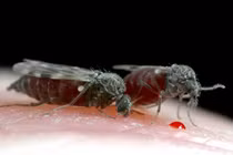 Loài côn trùng “vô hình” khiến hàng triệu người Việt khốn khổ 