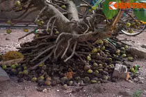 Tận mắt “sung khổng lồ” ra quả chi chít ở Việt Nam