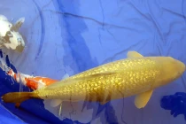 Tại sao cá chép “bọc vàng” trăm triệu hút dân chơi Việt?