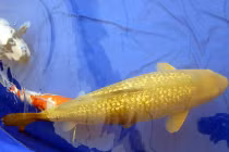 Tại sao cá chép “bọc vàng” trăm triệu hút dân chơi Việt?