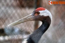 Khám phá loài chim cực hiếm của Nhật Bản ở Hà Nội