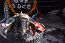 Rùng mình nghi lễ chặt đầu dê tế thần ở Ấn Độ 
