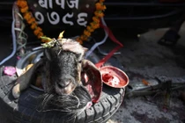 Rùng mình nghi lễ chặt đầu dê tế thần ở Ấn Độ 