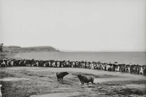 Hình độc về hội chọi trâu Đồ Sơn 1 thế kỷ trước