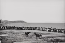 Hình độc về hội chọi trâu Đồ Sơn 1 thế kỷ trước