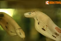 Khám phá bảo tàng Rắn độc nhất vô nhị Việt Nam