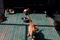 Chú mèo bị bắt khi đang vận chuyển ma tuý vào tù