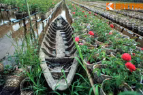 Nét độc đáo của làng hoa nổi tiếng nhất Nam Bộ