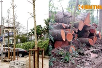 Hài kịch trồng cây mỡ, dân Hà Nội sướng mũi... mùi xú uế