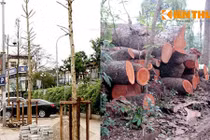 Hài kịch trồng cây mỡ, dân Hà Nội sướng mũi... mùi xú uế