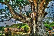 Cận cảnh cây xoài “thiêng” 300 tuổi khủng nhất Nam Bộ
