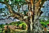 Cận cảnh cây xoài “thiêng” 300 tuổi khủng nhất Nam Bộ