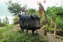 Vì sao người Papua New Guinea cực sùng bái loài lợn? 