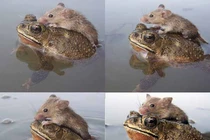 Hy hữu cóc cõng chuột vượt ao