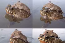 Hy hữu cóc cõng chuột vượt ao