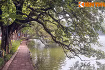 Dãy cổ thụ vươn mình xuống nước "có 1-0-2" ở Hà Nội