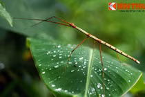 Tận mục loài côn trùng dị nhất thế giới ở Việt Nam