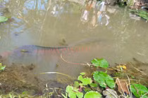 Tiền Giang: Dân kéo nhau xem cá nặng 100 kg dính lưới