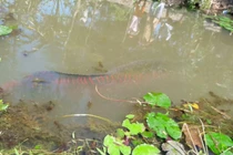 Tiền Giang: Dân kéo nhau xem cá nặng 100 kg dính lưới