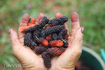 Tất bật hái dâu, nông dân kiếm chục triệu 1 tháng