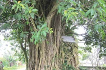  Chuyện lạ về ngôi miếu “biết” ngụy trang đánh giặc