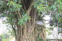  Chuyện lạ về ngôi miếu “biết” ngụy trang đánh giặc