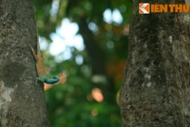 Độc đáo vườn cao su cổ thụ giữa Sài Gòn