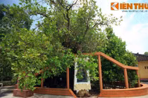 Chiêm ngưỡng cây bạch mai cổ thụ cực hiếm ở Nam Bộ