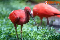 Ngắm loài chim đỏ lòm như tắm máu ở Sài Gòn 