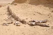 Giải mã nghĩa địa cá voi khổng lồ giữa châu Phi