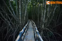 Hình ảnh ma mị như cổ tích trong rừng đước Cà Mau