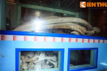 Ngôi đình thờ hàng trăm bộ xương khổng lồ ở Bình Thuận 