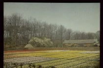 Ảnh màu cực đẹp về đất nước Hà Lan đầu thế kỷ 20