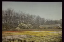 Ảnh màu cực đẹp về đất nước Hà Lan đầu thế kỷ 20