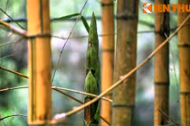 Khám phá bảo tàng sống độc đáo về cây tre của VN