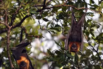 10 loài vật "hiếm - độc" ở Vườn quốc gia U Minh Thượng