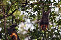 10 loài vật "hiếm - độc" ở Vườn quốc gia U Minh Thượng