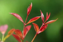 Mãn nhãn ngắm lộc xuân mơn mởn trên đất Phật