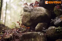 Tận mục tòa thành đá cổ bí ẩn giữa rừng rậm Quảng Ngãi