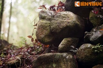 Tận mục tòa thành đá cổ bí ẩn giữa rừng rậm Quảng Ngãi