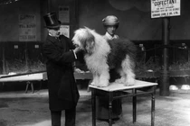 Ảnh độc các cuộc thi chó cảnh ở Anh thế kỷ trước