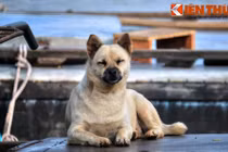 Ảnh “độc” những chú chó cả đời lênh đênh sông nước ở Việt Nam