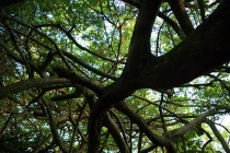 Siêu cổ thụ tán rộng 3.000m2 độc nhất VN 