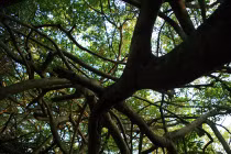 Siêu cổ thụ tán rộng 3.000m2 độc nhất VN 